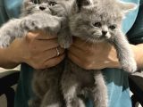 Sevimli British Shorthair Yavrularimiz
