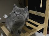Sevimli British Shorthair Yavrularimiz