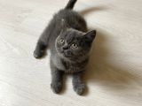 Sevimli British Shorthair Yavrularimiz