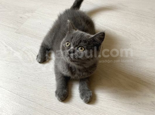 Sevimli British Shorthair Yavrularimiz görsel