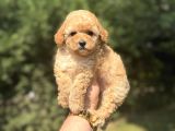 A KALİTE AŞILI POODLE BEBEKLER