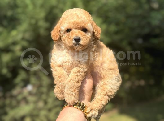 A Kali̇te Aşili Poodle Bebekler