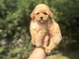 A Kali̇te Aşili Poodle Bebekler