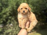 A Kali̇te Aşili Poodle Bebekler