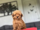 Koyu Renk  Teacup Kore Çiftliğimizden Poodle