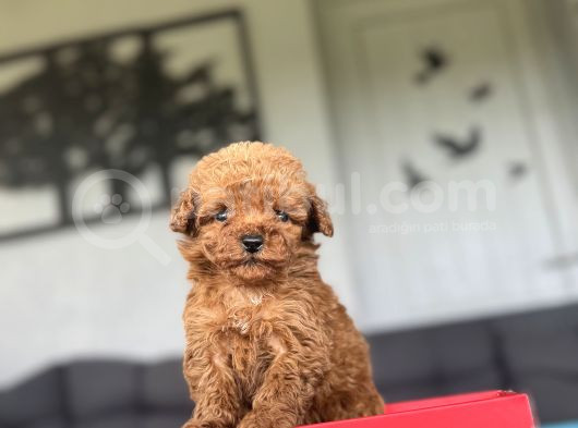 Koyu Renk  Teacup Kore Çiftliğimizden Poodle görsel