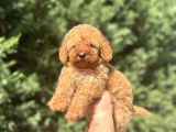 A Kali̇te Poodle Bebekleri̇mi̇z Çi̇ftli̇ği̇mi̇zde