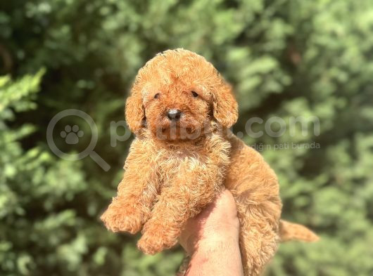 A Kali̇te Di̇şi̇ Poodle Bebeği̇mi̇z görsel