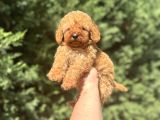 A Kali̇te Poodle Bebekleri̇mi̇z Çi̇ftli̇ği̇mi̇zde
