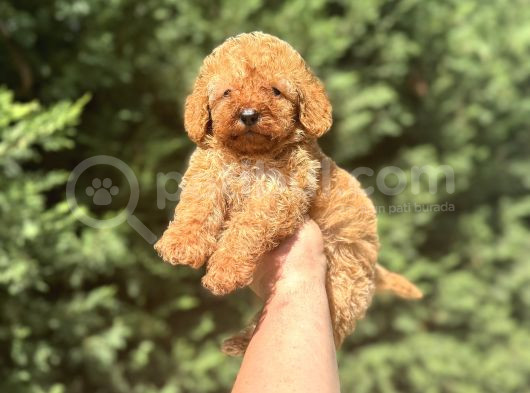 A Kali̇te Di̇şi̇ Poodle Bebeği̇mi̇z