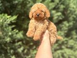 A Kali̇te Poodle Bebekleri̇mi̇z Çi̇ftli̇ği̇mi̇zde