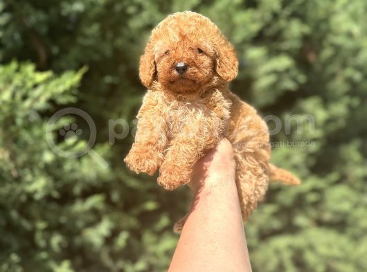 A Kali̇te Poodle Bebekleri̇mi̇z Çi̇ftli̇ği̇mi̇zde görsel