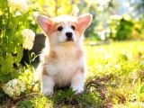 Pembroke Welsh Corgi Di̇şi̇ Erkek A Kalite Bebekler