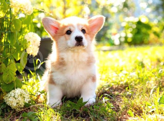 Pembroke Welsh Corgi Di̇şi̇ Erkek A Kalite Bebekler görsel