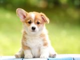 PEMBROKE welsh Corgi DİŞİ Erkek A kalite bebekler