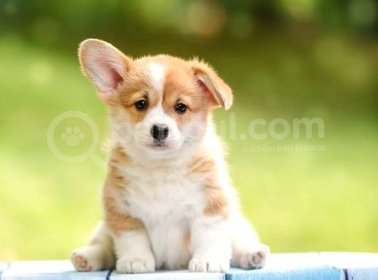 Pembroke Welsh Corgi Di̇şi̇ Erkek A Kalite Bebekler