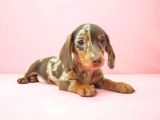 CHOCOLATE MERLE DACSHUND SOSİS EN ÖZEL YAVRULAR