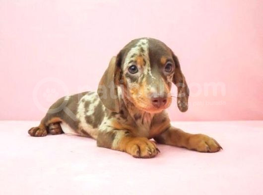 Chocolate Merle Dacshund Sosi̇s En Özel Yavrular