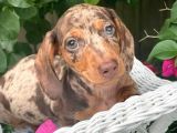 Chocolate Merle Dacshund Sosi̇s En Özel Yavrular