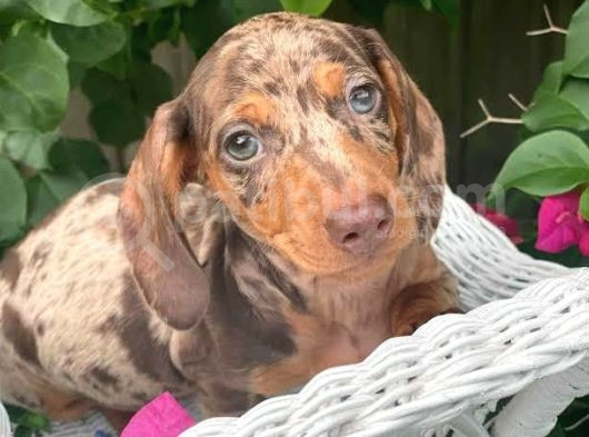 Chocolate Merle Dacshund Sosi̇s En Özel Yavrular görsel