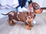 Chocolate Merle Dacshund Sosi̇s En Özel Yavrular