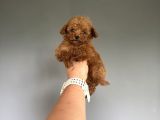 TEDDY KORE TEACUP Poodle Bebek