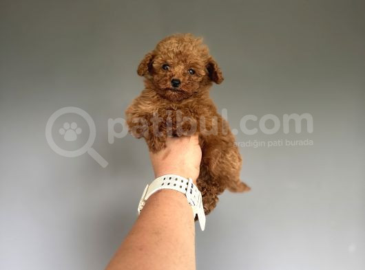 Red Brown Orijinal Teddy Face Poodle  görsel