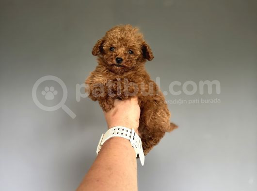 Teddy Kore Teacup Poodle Bebek görsel