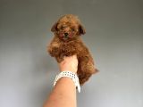 Red Brown Orijinal Teddy Face Poodle 