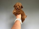 Red Brown Orijinal TEDDY FACE Poodle 