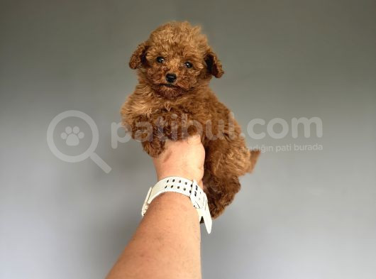 Red Brown Orijinal Teddy Face Poodle 