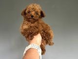 Teddy Kore Teacup Poodle Bebek