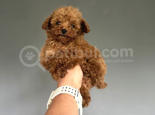Teddy Kore Teacup Poodle Bebek görsel