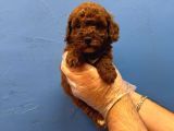 Red Browne Tea Cup Toy Poodle Yavrulari