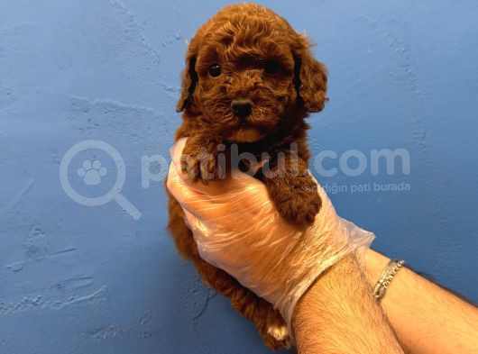 Red Browne Tea Cup Toy Poodle Yavrulari görsel