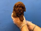 RED BROWNE TEA CUP TOY POODLE YAVRULARI