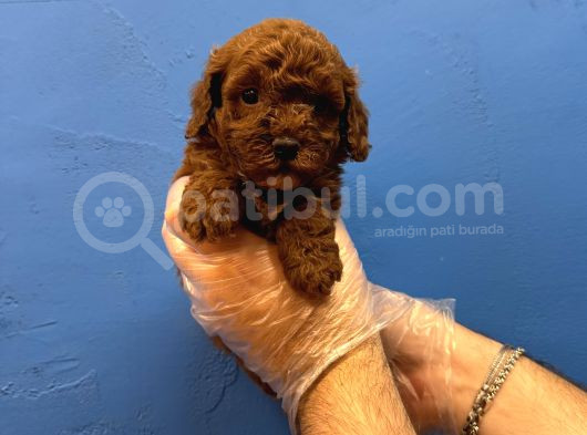RED BROWNE TEA CUP TOY POODLE YAVRULARI