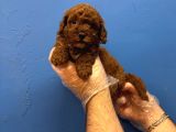 Red Browne Tea Cup Toy Poodle Yavrulari