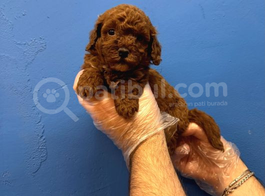 Red Browne Tea Cup Toy Poodle Yavrulari görsel