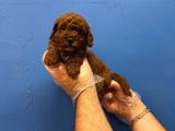 Red Browne Tea Cup Toy Poodle Yavrulari