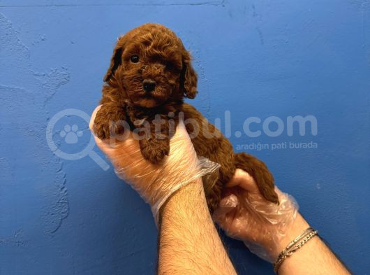 Red Browne Tea Cup Toy Poodle Yavrulari görsel