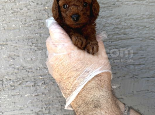 Gerçek Kore Red Browne Toy Poodle Yavrulari görsel