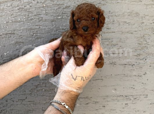 GERÇEK KORE RED BROWNE TOY POODLE YAVRULARI