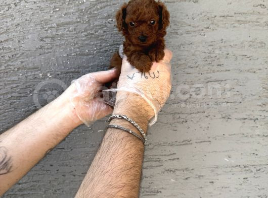 Gerçek Kore Red Browne Toy Poodle Yavrulari görsel