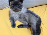 Sağlıklı Sakin British Blue Point