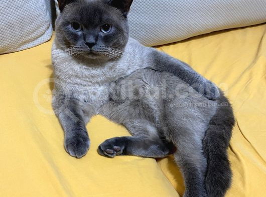 Sağlıklı Sakin British Blue Point görsel