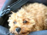 Toy Poodle Erkek Yavru  6 Aylık  Kocaeli Darıca