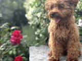 Toy Poodle Erkek Yavru  6 Aylık  Kocaeli Darıca