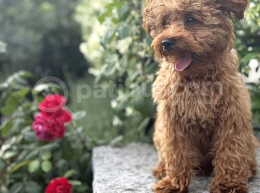 Toy Poodle Erkek Yavru  6 Aylık  Kocaeli Darıca