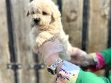 kalitenin zirvesi maltipoo yavrular